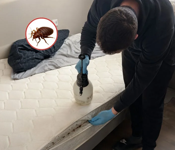 Technicien traitant un matelas contre les punaises de lit à Drocourt